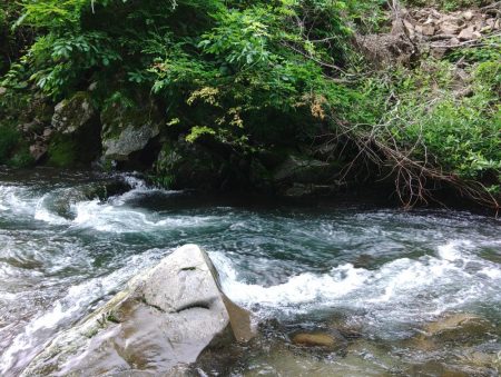 増水した渓でアマゴ釣り